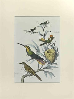 Hummingbirds - Etching by Johann Friedrich Naumann - 1840