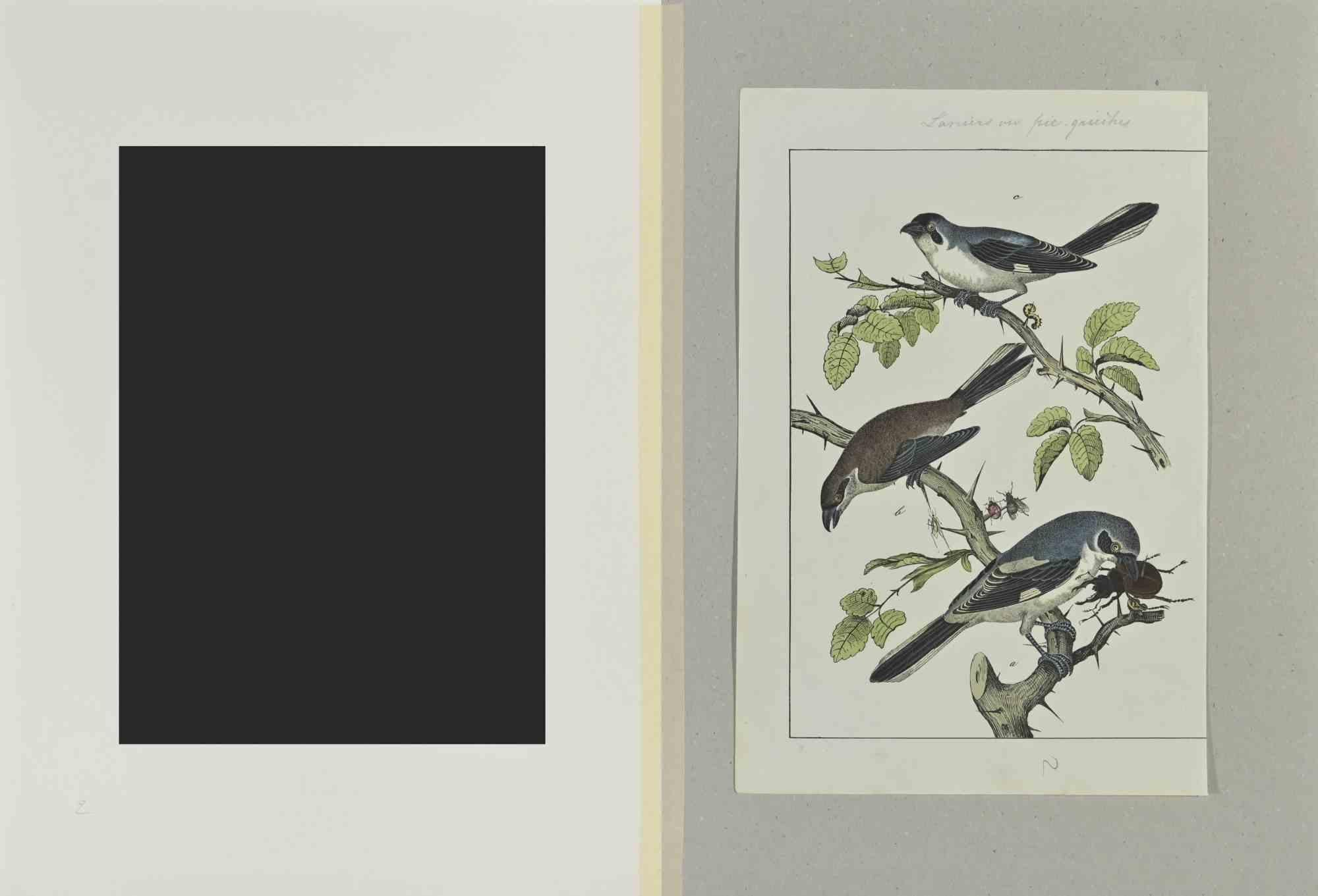 Petits oiseaux bleus - Gravure de Johann Friedrich Naumann - 1840 en vente 1