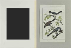 Little Blue Birds - Etching by Johann Friedrich Naumann - 1840