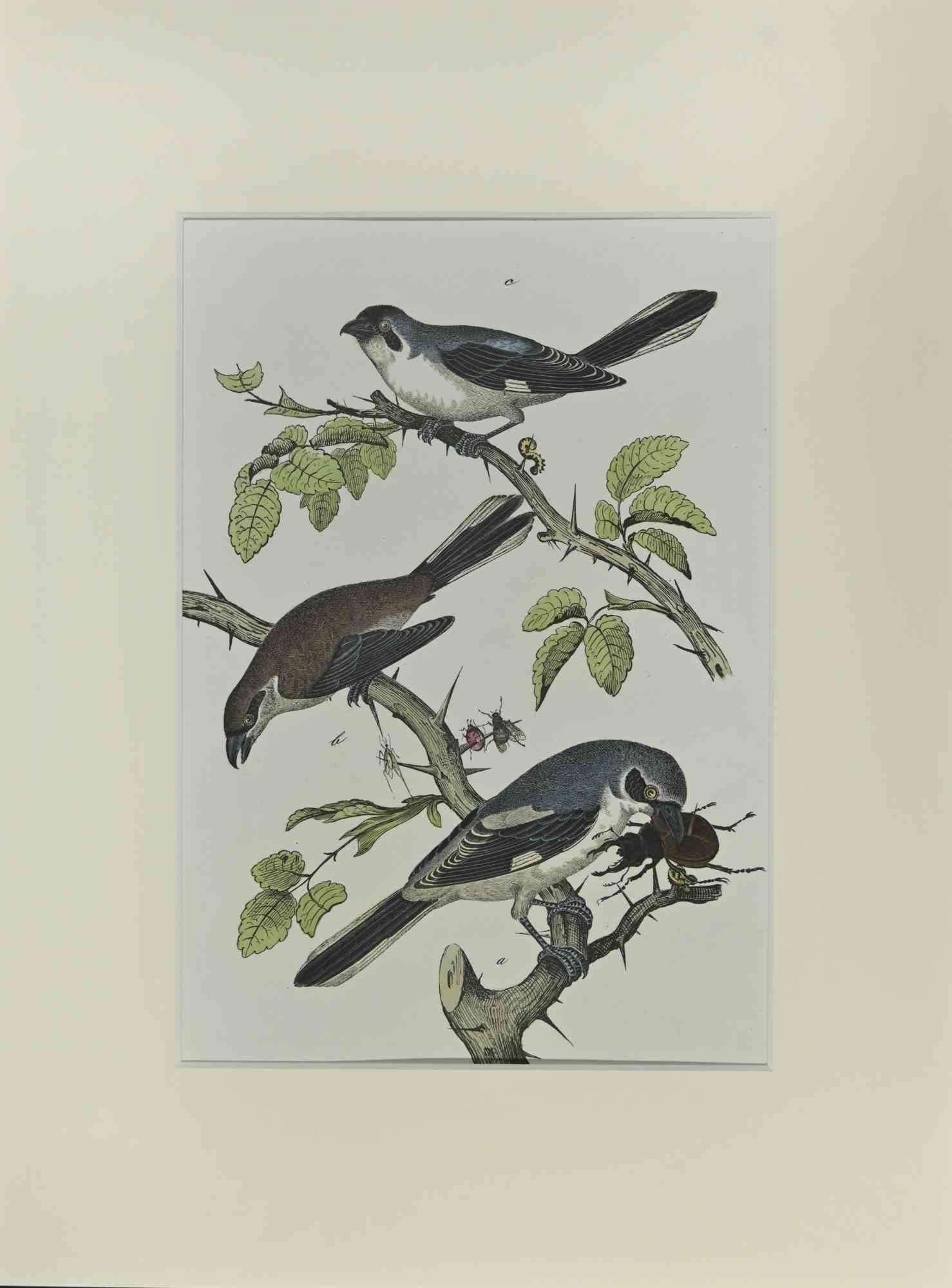 Petits oiseaux bleus - Gravure de Johann Friedrich Naumann - 1840