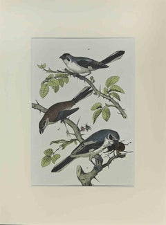 Antique Little Blue Birds - Etching by Johann Friedrich Naumann - 1840