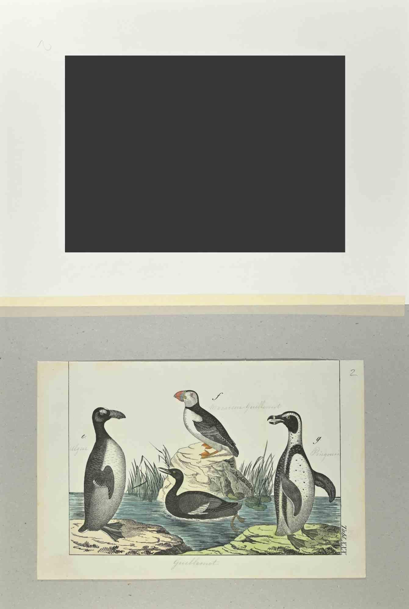 Macarena et Pingouin - eau-forte de Johann Friedrich Naumann - 1840 en vente 1
