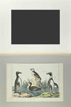 Macarena and Penguin - Etching by Johann Friedrich Naumann - 1840