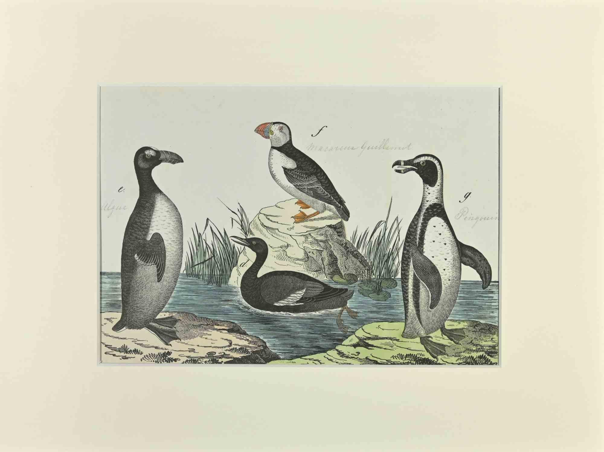 Macarena et Pingouin est une Gravure à l'eau forte colorée à la main réalisée par Gotthilf Heinrich von Schubert - Johann Friedrich Naumann, Illustration de l'Histoire naturelle des oiseaux en images, publiée par Stuttgart et Esslingen, Schreiber et