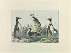Macarena et Pingouin - eau-forte de Johann Friedrich Naumann - 1840