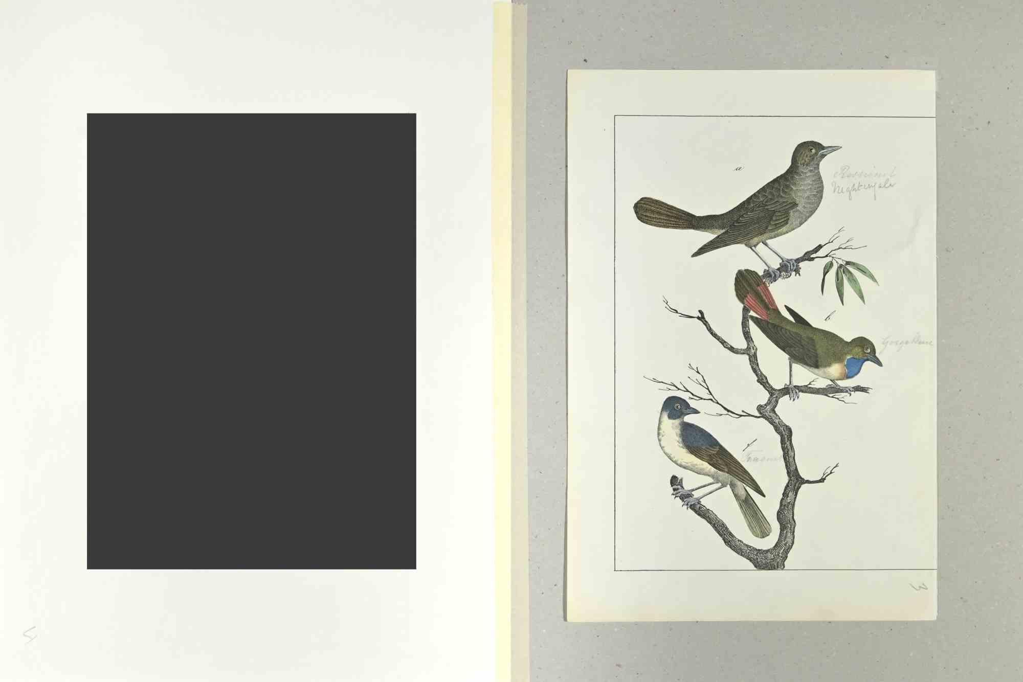 Nightingale - Gravure de Johann Friedrich Naumann - 1840 en vente 1