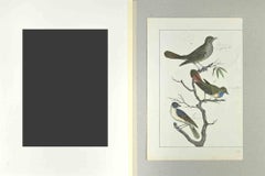 Nightingale - Etching by Johann Friedrich Naumann - 1840