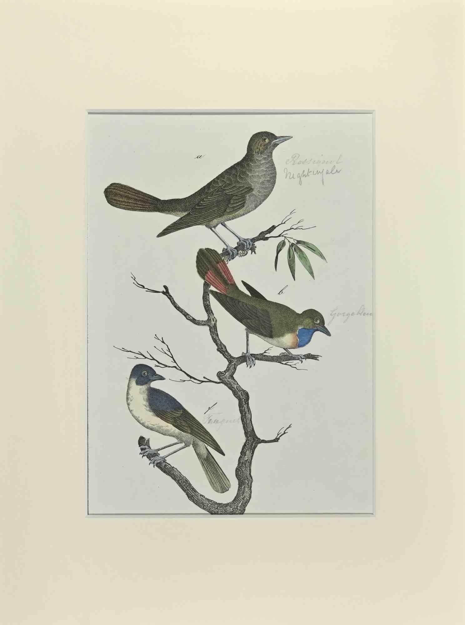 Rossignol est une Gravure coloriée à la main réalisée par Gotthilf Heinrich von Schubert - Johann Friedrich Naumann, Illustration de l'Histoire naturelle des oiseaux en images, publiée par Stuttgart et Esslingen, Schreiber et Schill 1840 ca.
