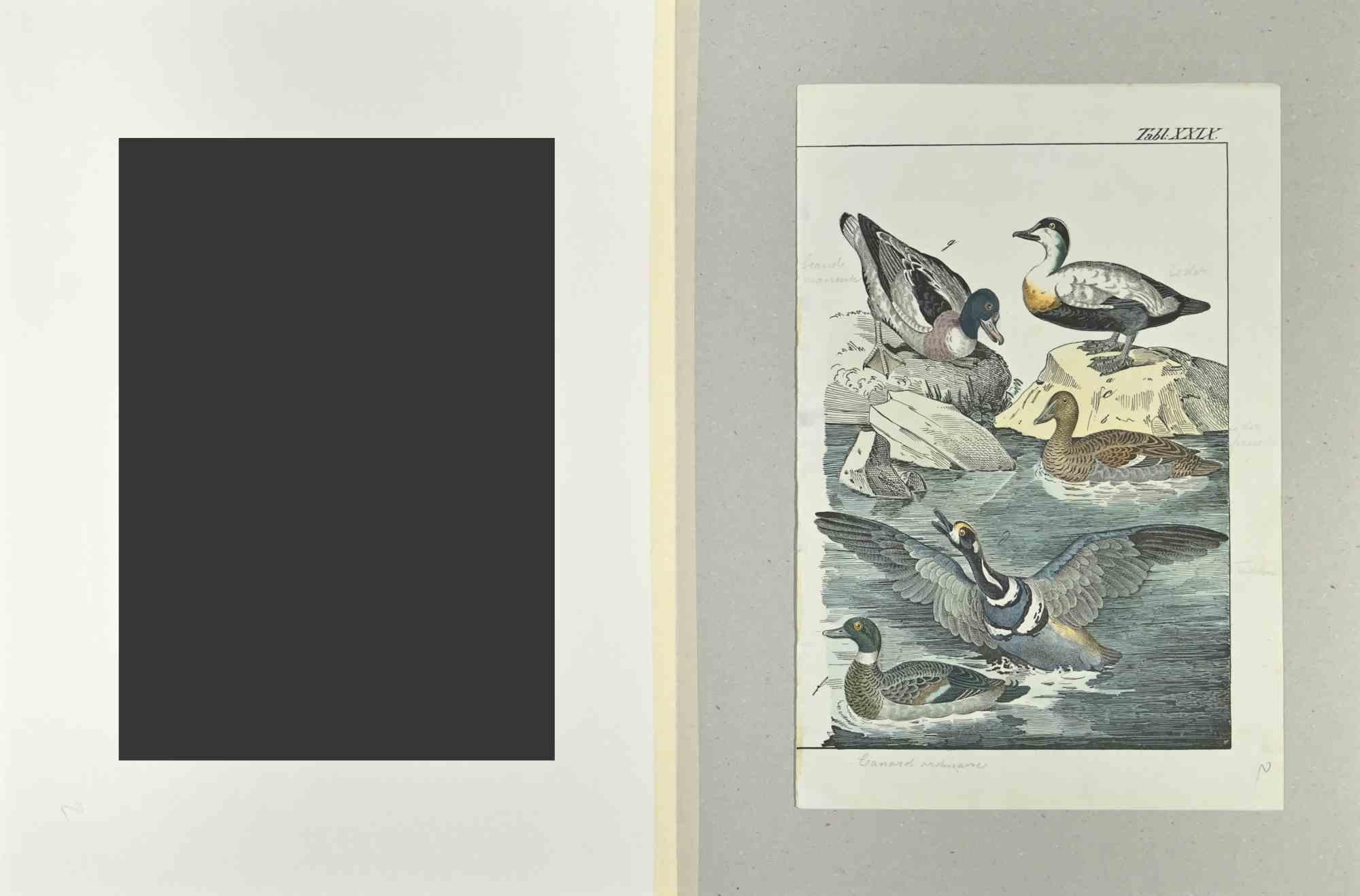 Ordinary Duck – Radierung von Johann Friedrich Naumann – 1840 im Angebot 1
