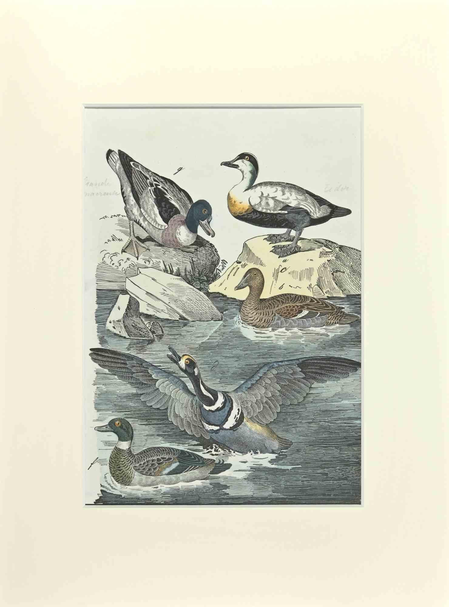 Ordinary Duck - Etching by Johann Friedrich Naumann - 1840