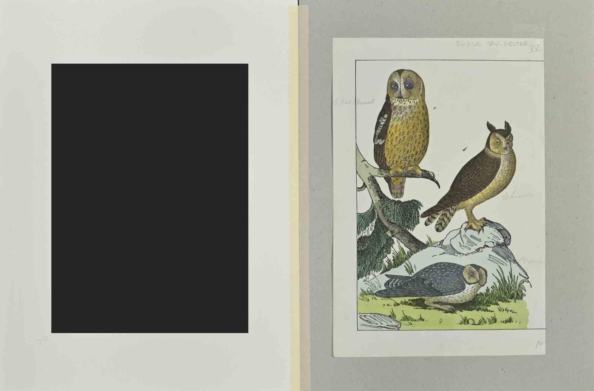 Owls - Etching by Johann Friedrich Naumann - 1840 For Sale 1