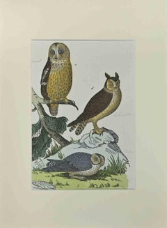 Owls - Etching by Johann Friedrich Naumann - 1840