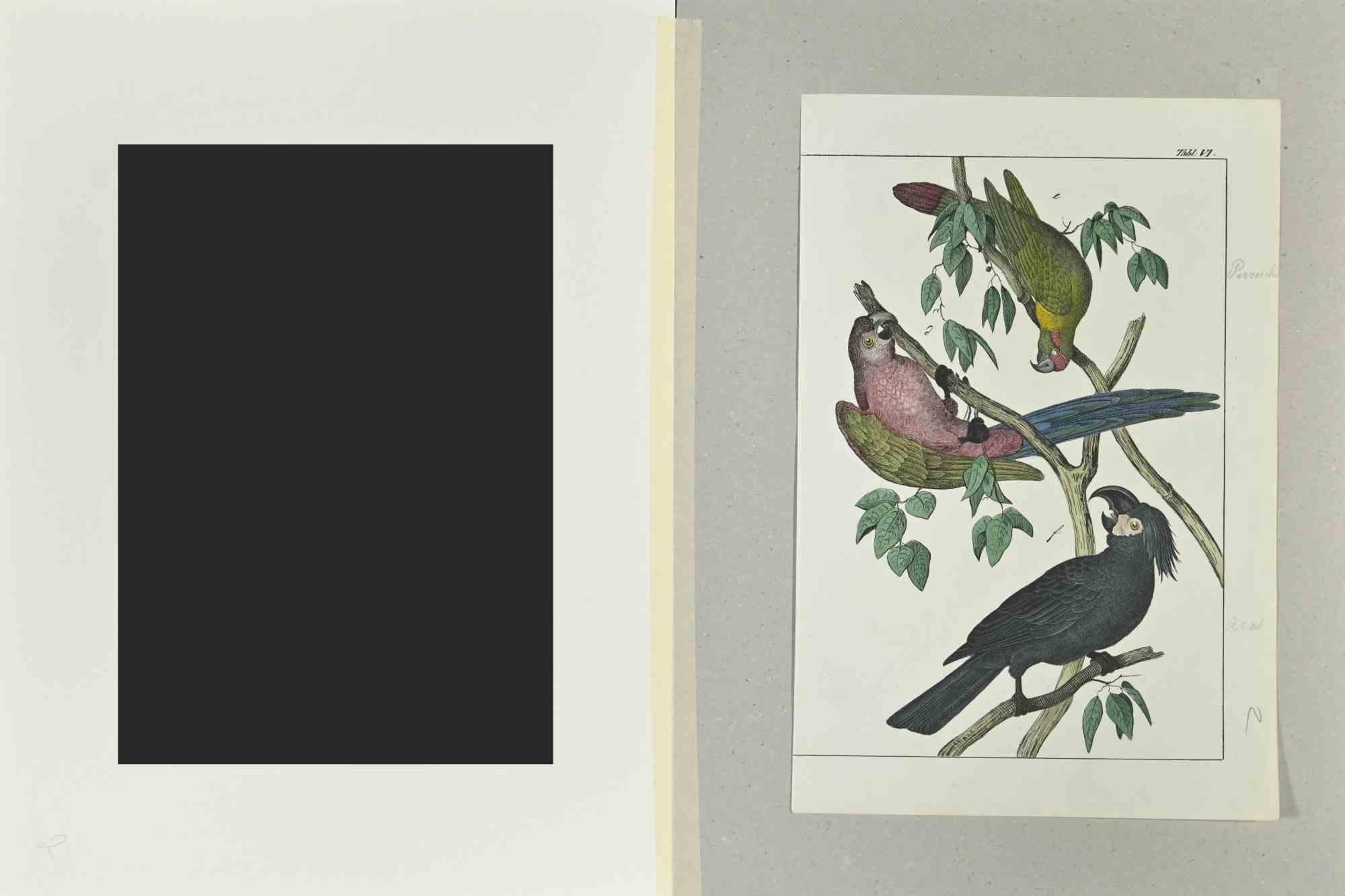 Parrots - Etching by Johann Friedrich Naumann - 1840 For Sale 1