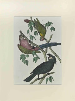 Antique Parrots - Etching by Johann Friedrich Naumann - 1840