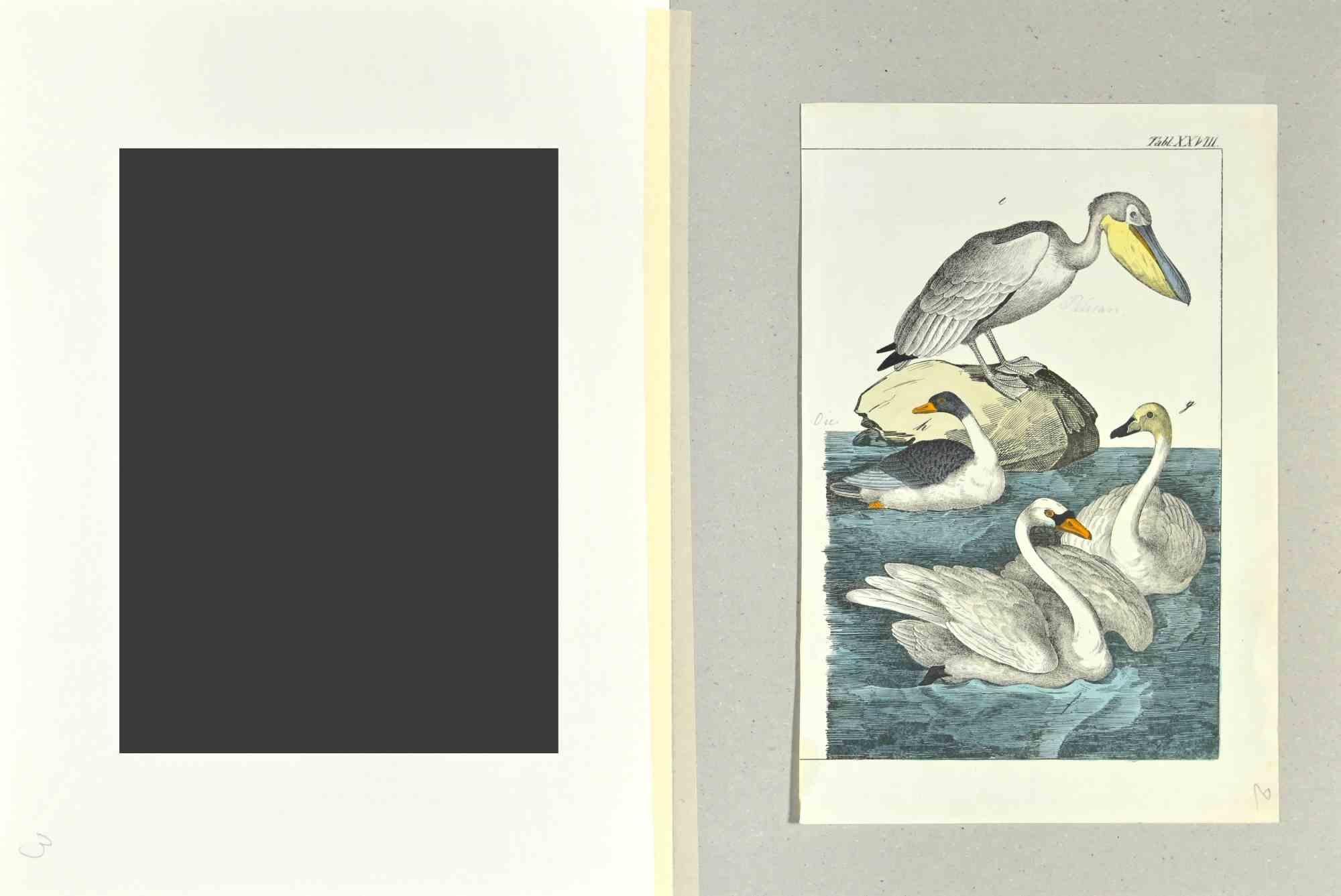 Pelican - Etching by Johann Friedrich Naumann - 1840 For Sale 1