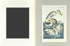 Pellicano - Acquaforte di Johann Friedrich Naumann - 1840