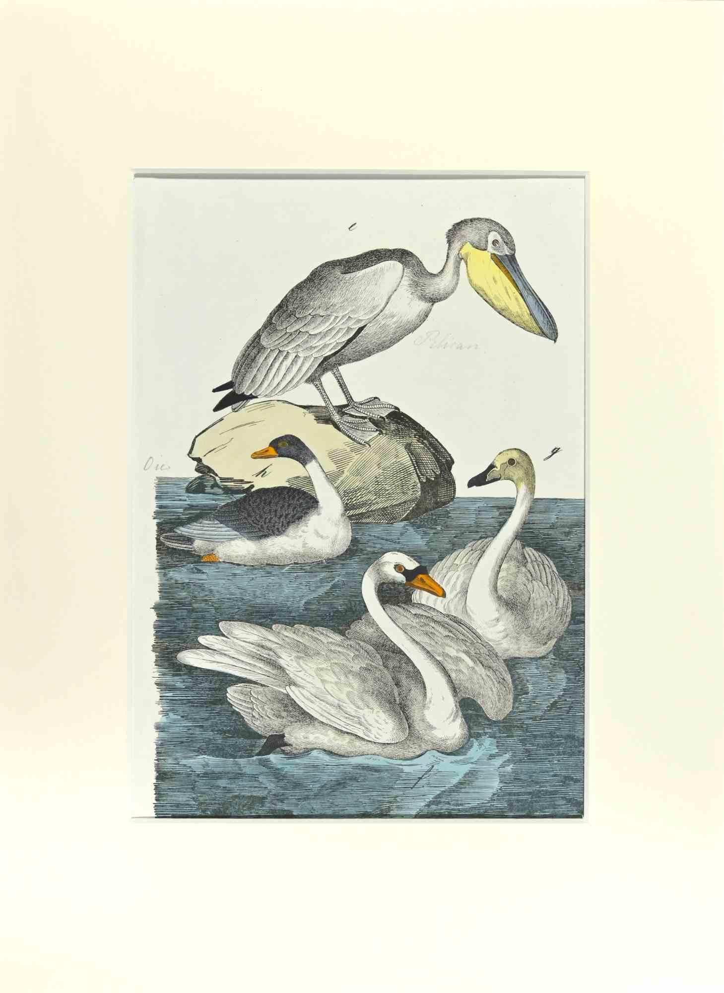 Pélican est une gravure à l'eau-forte coloriée à la main réalisée par Gotthilf Heinrich von Schubert - Johann Friedrich Naumann, Illustration de l'Histoire naturelle des oiseaux en images, publiée par Stuttgart et Esslingen, Schreiber et Schill 1840