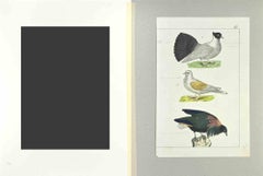 Pigeon mit Fächerschleife – Radierung von Johann Friedrich Naumann – 1840