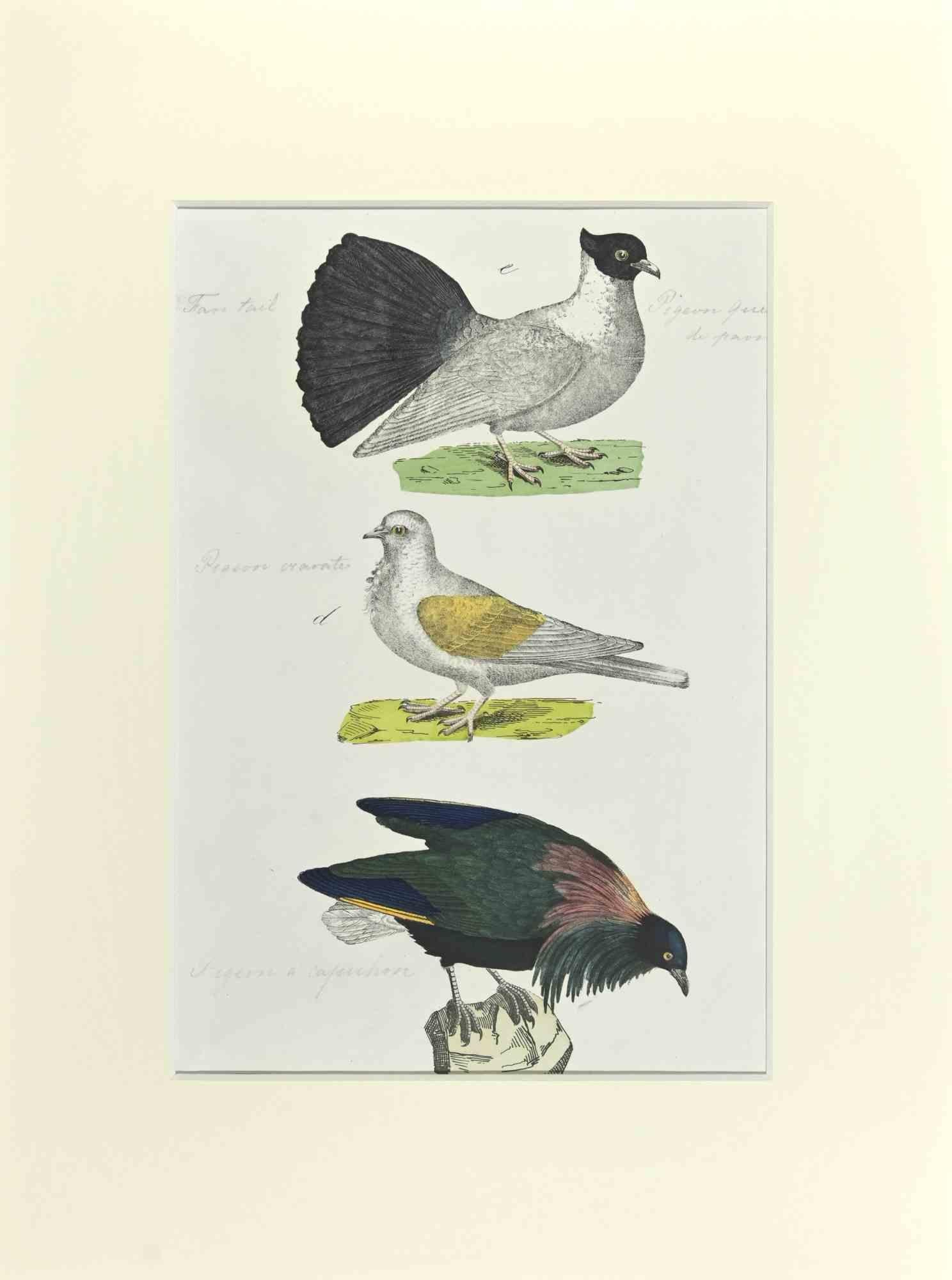 Pigeon à queue en éventail est une gravure à l'eau-forte coloriée à la main réalisée par Gotthilf Heinrich von Schubert - Johann Friedrich Naumann, Illustration de l'Histoire naturelle des oiseaux en images, publiée par Stuttgart et Esslingen,