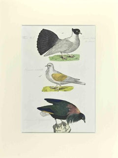 Pigeon avec queue d'éventail - Gravure de Johann Friedrich Naumann - 1840