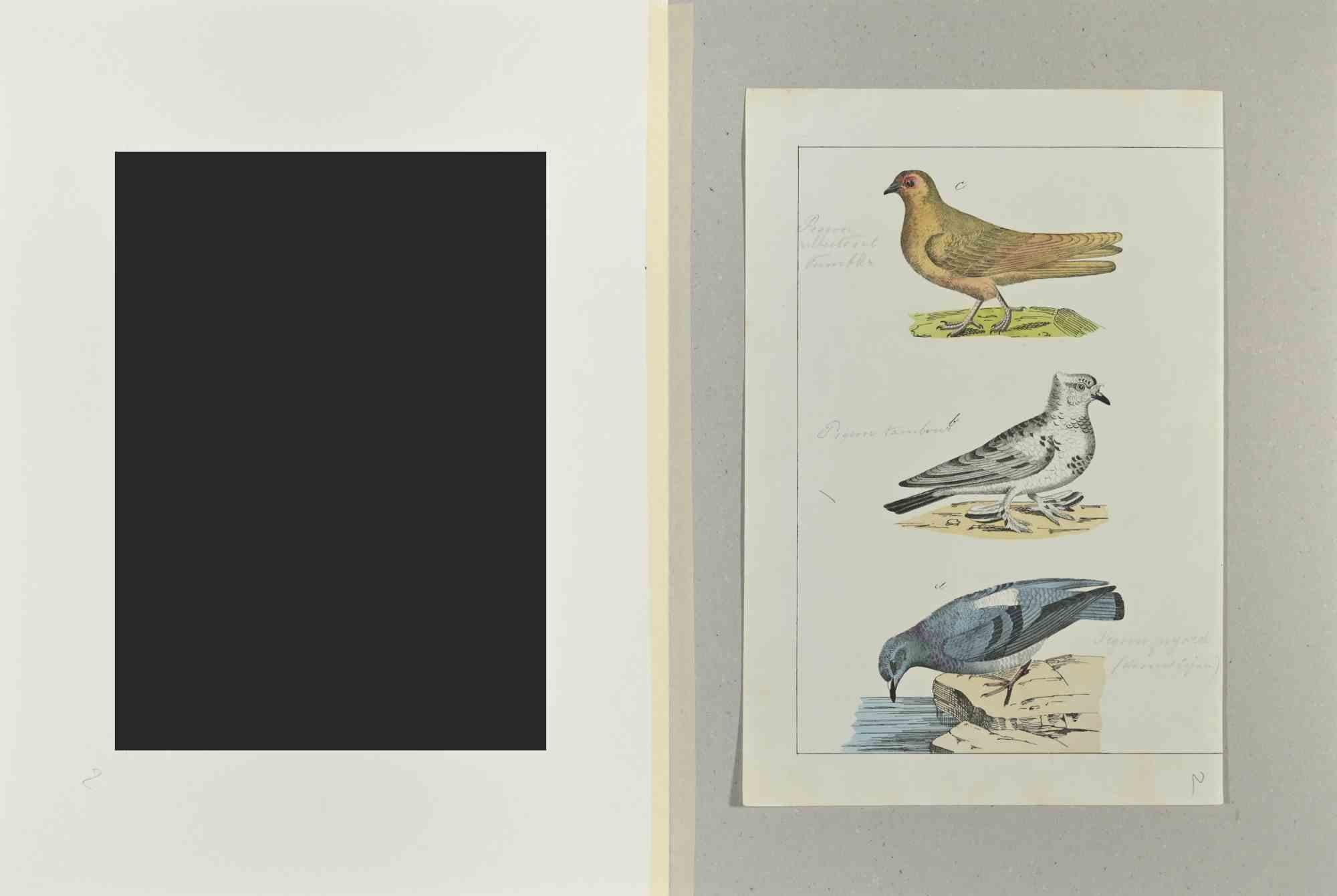 Pigeons - Etching by Johann Friedrich Naumann - 1840 For Sale 1