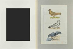 Pigeons - Etching by Johann Friedrich Naumann - 1840