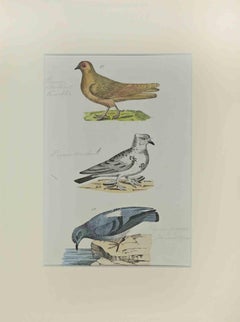 Pigeons - Etching by Johann Friedrich Naumann - 1840