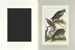 Red Kite - Etching by Johann Friedrich Naumann - 1840