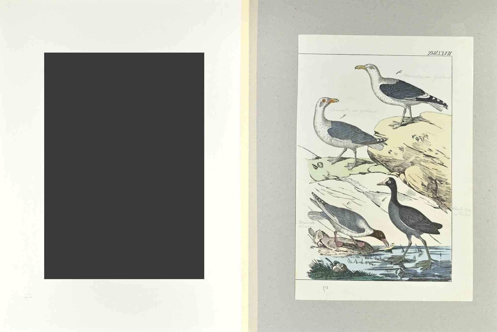 Seagull - Etching by Johann Friedrich Naumann - 1840 For Sale 1