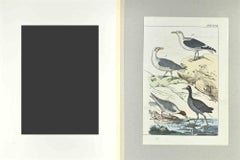 Seagull - Etching by Johann Friedrich Naumann - 1840