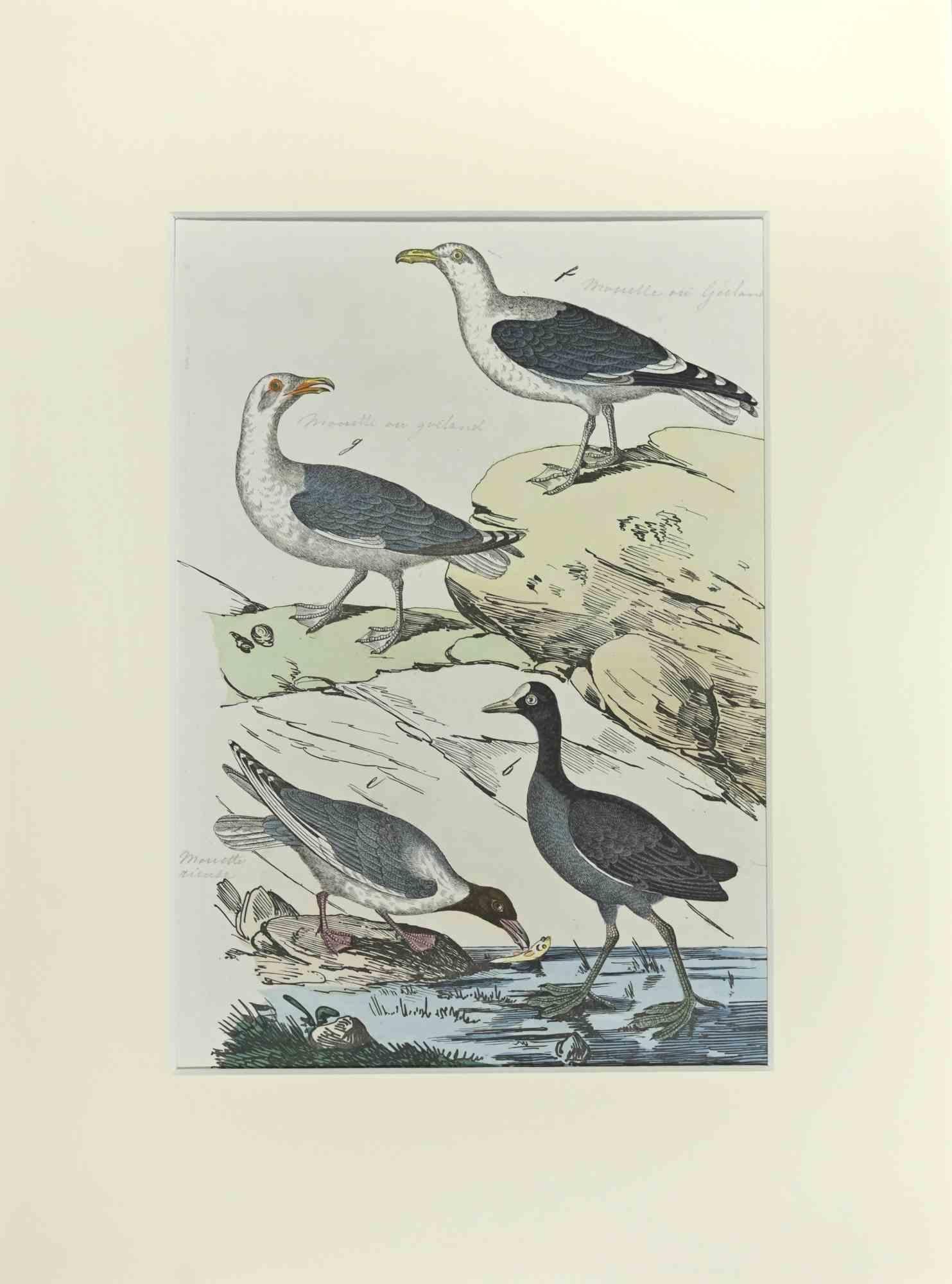 Seagull - Etching by Johann Friedrich Naumann - 1840