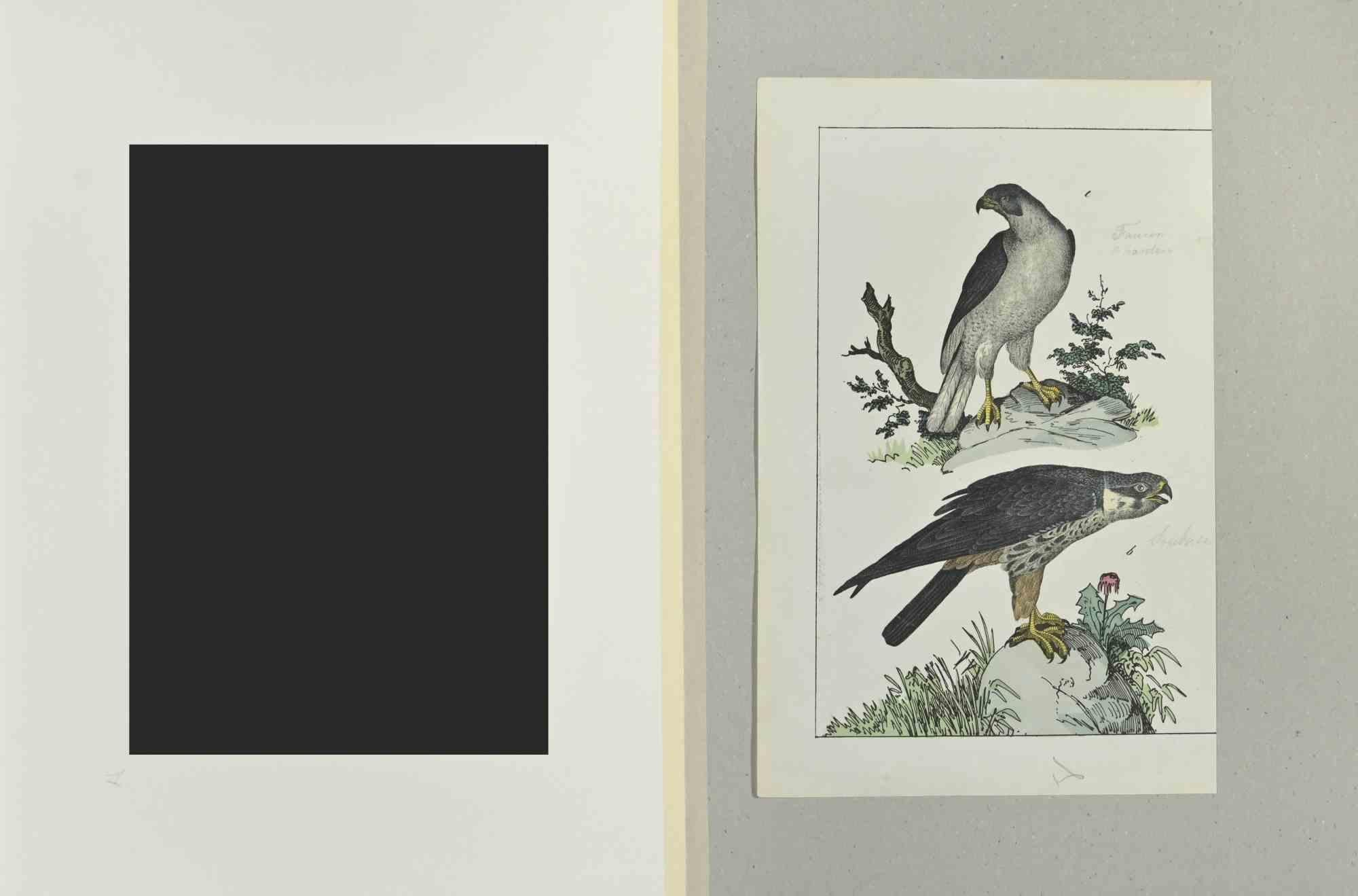 Singing Falcon is an Etching hand colored realized by Gotthilf Heinrich von Schubert - Johann Friedrich Naumann, Illustration from Natural history of birds in pictures, published by Stuttgart and Esslingen, Schreiber and Schill 1840 ca. 

Johann