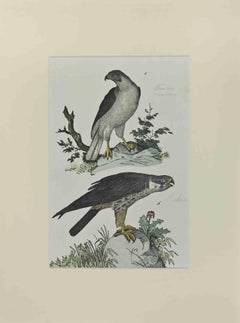 Singing Falcon – Radierung von Johann Friedrich Naumann – 1840