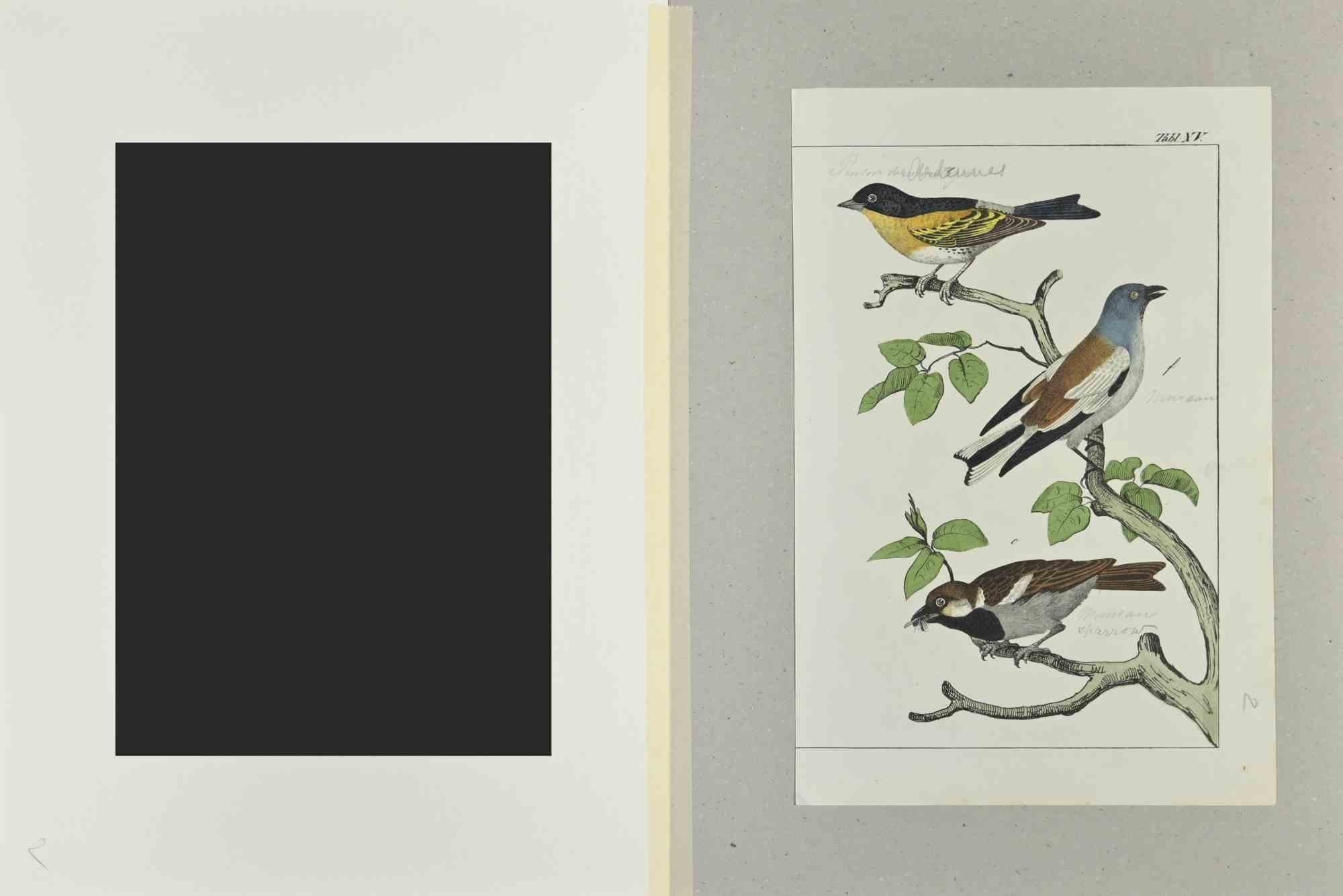 Sparrow - Etching by Johann Friedrich Naumann - 1840 For Sale 1