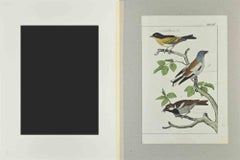 Sparrow - Etching by Johann Friedrich Naumann - 1840