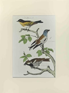 Sparrow - Etching by Johann Friedrich Naumann - 1840