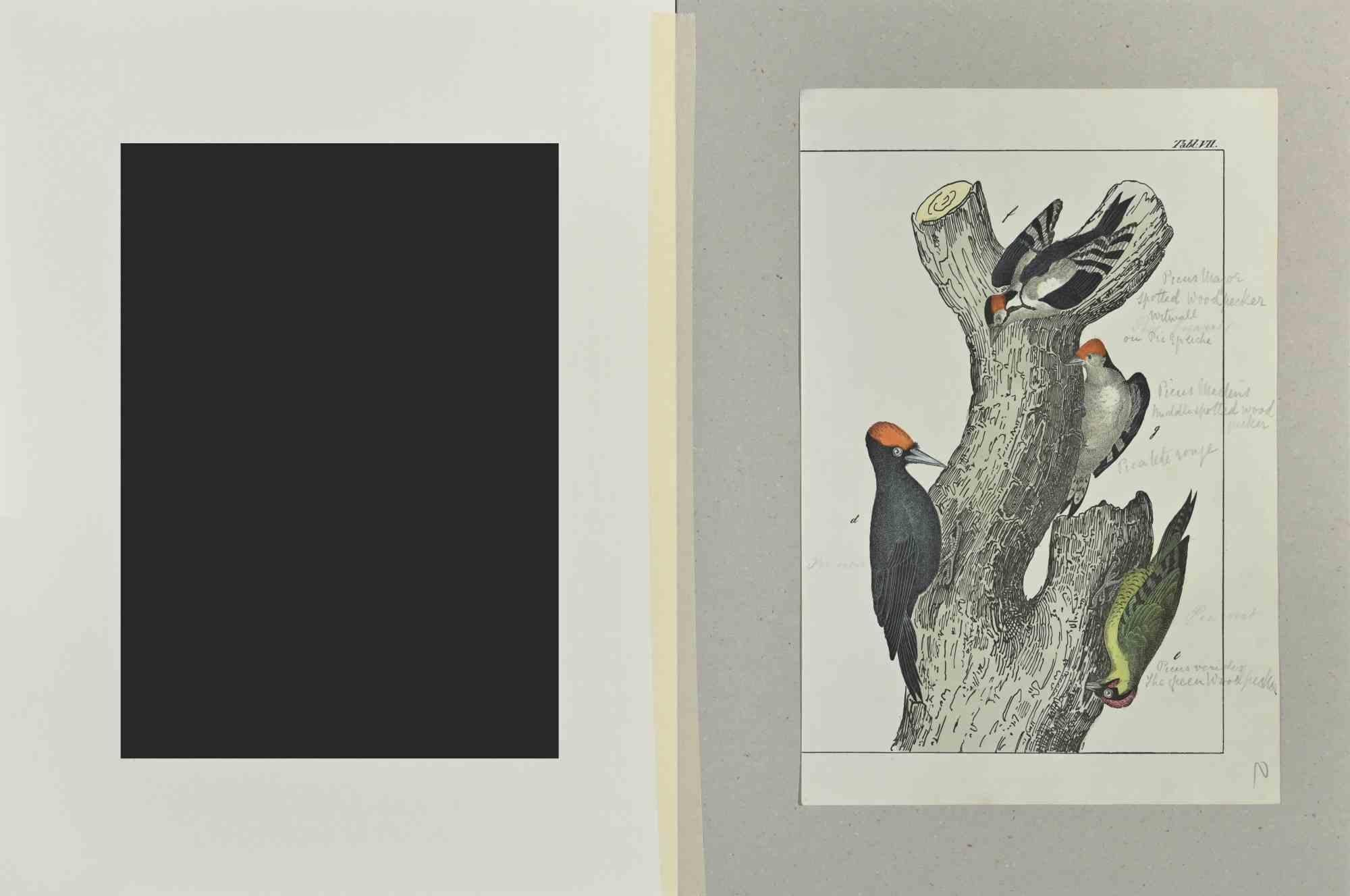 Spotted Woodpecker - Etching by Johann Friedrich Naumann - 1840 For Sale 1