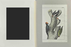 Peinture sur bois tachetée - Gravure de Johann Friedrich Naumann - 1840