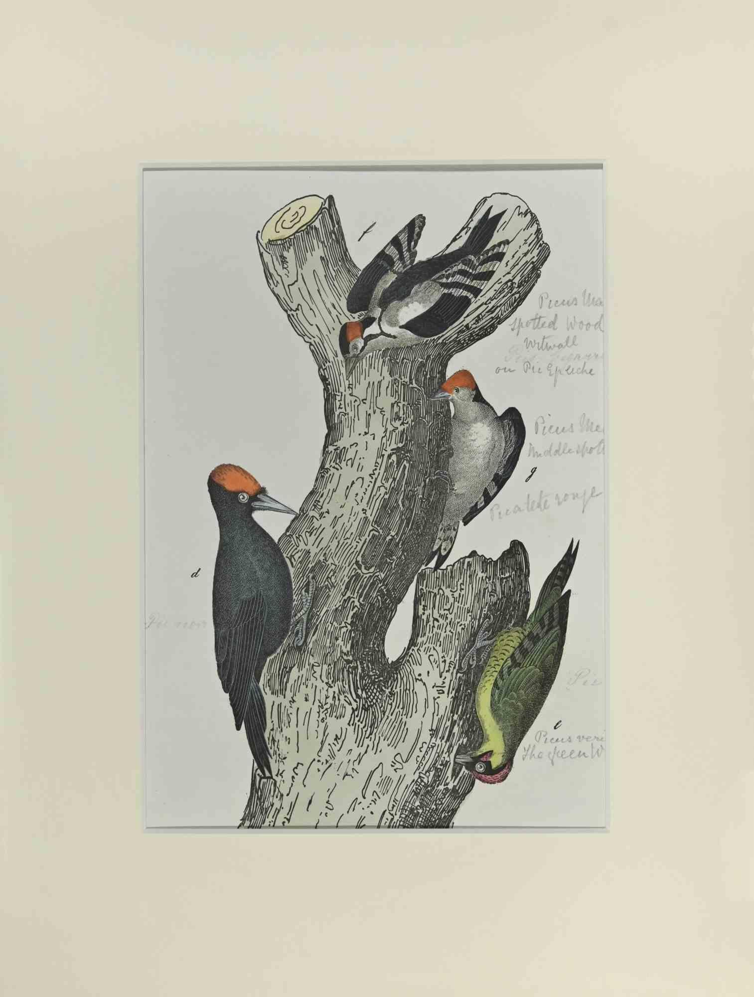 Spotted Woodpecker is an Etching hand colored realized by Gotthilf Heinrich von Schubert - Johann Friedrich Naumann, Illustration from Natural history of birds in pictures, published by Stuttgart and Esslingen, Schreiber and Schill 1840 ca. 

Johann
