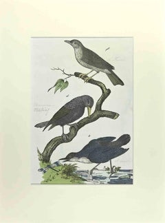 Starling - Etching by Johann Friedrich Naumann - 1840