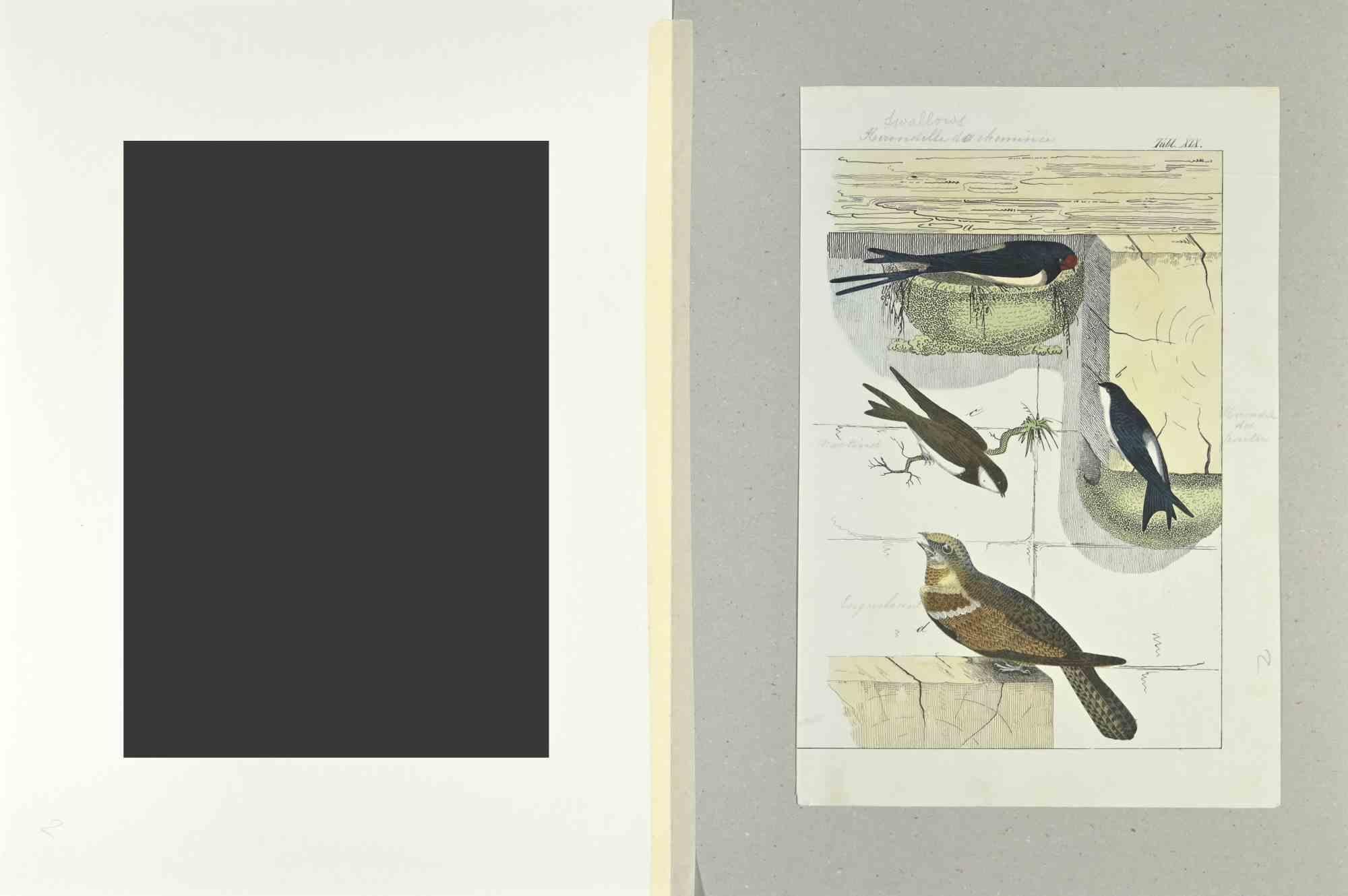 Swallows	- Etching by Johann Friedrich Naumann - 1840 For Sale 1