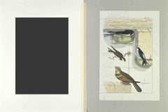 Swallows	- Etching by Johann Friedrich Naumann - 1840