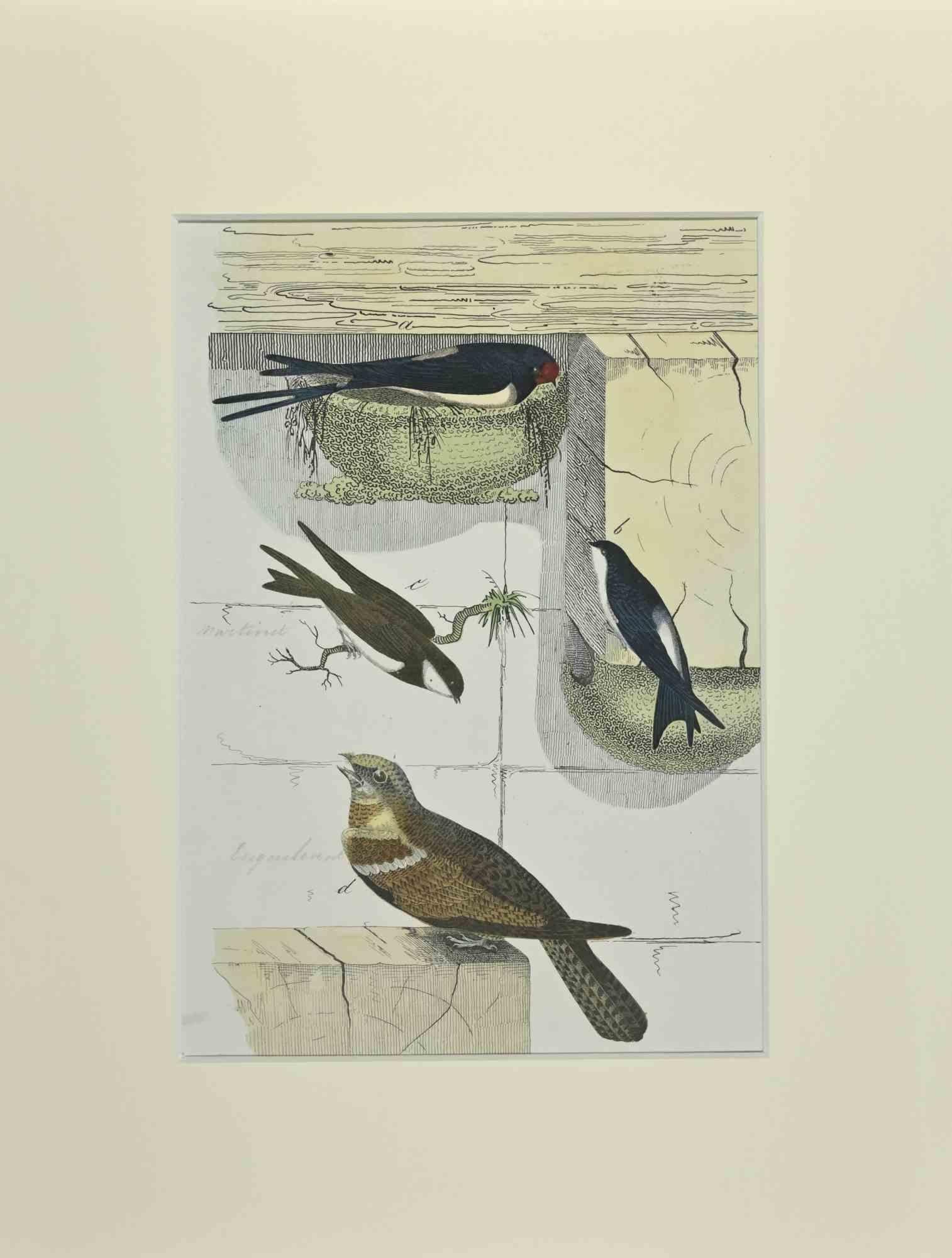 Swallows	- Etching by Johann Friedrich Naumann - 1840