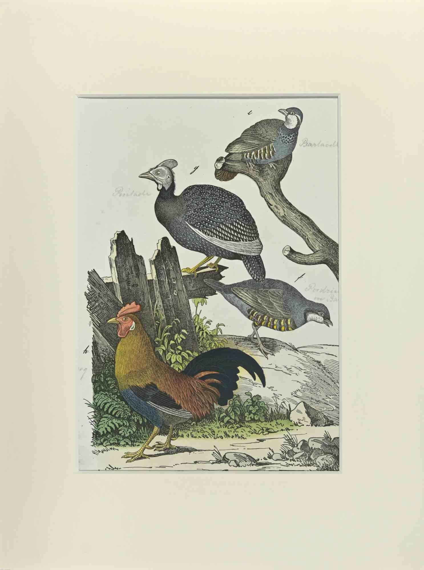 Le coq est une eau-forte colorée à la main réalisée par Gotthilf Heinrich von Schubert - Johann Friedrich Naumann, Illustration de l'Histoire naturelle des oiseaux en images, publiée par Stuttgart et Esslingen, Schreiber et Schill 1840 ca. 

Johann