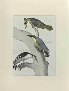 Drei Vögel auf einem Baum – Radierung von Johann Friedrich Naumann – 1840