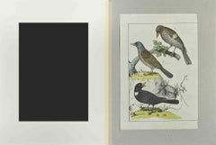 Thrush - Etching by Johann Friedrich Naumann - 1840