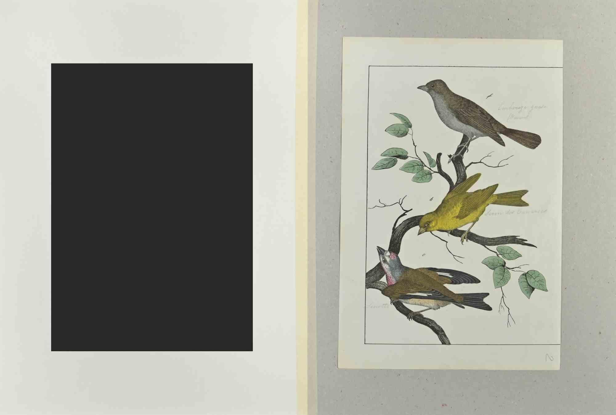 Gravure Wild Canary de Johann Friedrich Naumann - 1840 en vente 1