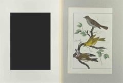 Wild Canary - Etching by Johann Friedrich Naumann - 1840