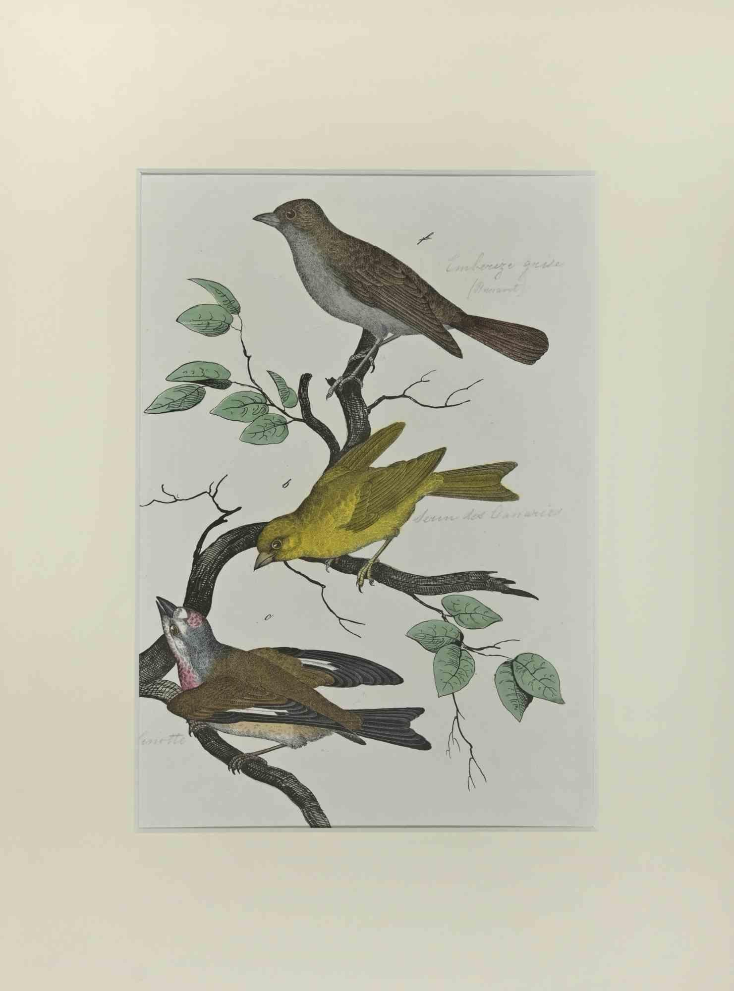 Wild Canary est une gravure à l'eau-forte réalisée à la main par Gotthilf Heinrich von Schubert - Johann Friedrich Naumann, Illustration tirée de Natural history of birds in pictures, publié par Stuttgart et Esslingen, Schreiber et Schill 1840 ca.