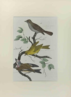 Gravure Wild Canary de Johann Friedrich Naumann - 1840